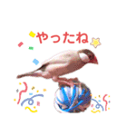 文鳥ズ②（個別スタンプ：16）