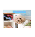 トイプードルモカの日常（個別スタンプ：3）