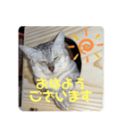 我が家の4匹ねこズ。（個別スタンプ：1）
