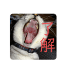 我が家の4匹ねこズ。（個別スタンプ：2）
