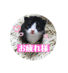 我が家の4匹ねこズ。（個別スタンプ：3）