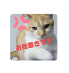 我が家の4匹ねこズ。（個別スタンプ：4）