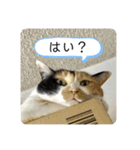 我が家の4匹ねこズ。（個別スタンプ：5）