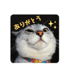 我が家の4匹ねこズ。（個別スタンプ：6）