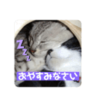 我が家の4匹ねこズ。（個別スタンプ：8）