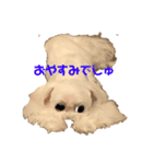 綿菓子姉弟PuffyとPollone（個別スタンプ：4）