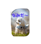 綿菓子姉弟PuffyとPollone（個別スタンプ：7）