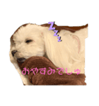 綿菓子姉弟PuffyとPollone（個別スタンプ：8）