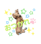 ぷーちゃん☆スタンプ（個別スタンプ：4）