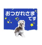 シュナの日常②（個別スタンプ：1）