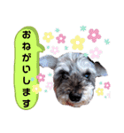 シュナの日常②（個別スタンプ：5）