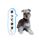シュナの日常②（個別スタンプ：6）