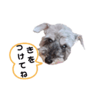 シュナの日常②（個別スタンプ：7）