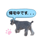 シュナの日常②（個別スタンプ：9）