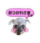 シュナの日常②（個別スタンプ：12）