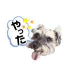 シュナの日常②（個別スタンプ：15）