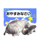 シュナの日常②（個別スタンプ：18）