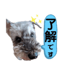 シュナの日常②（個別スタンプ：23）
