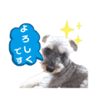 シュナの日常②（個別スタンプ：24）