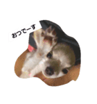 ちー汰すたんぷ 2（個別スタンプ：1）