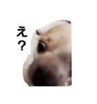 ちー汰すたんぷ 2（個別スタンプ：3）