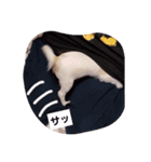 ちー汰すたんぷ 2（個別スタンプ：5）