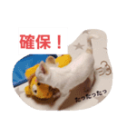 ちー汰すたんぷ 2（個別スタンプ：16）