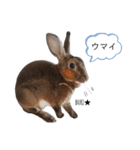 うさぎのぶりちゃん3（個別スタンプ：13）