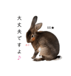 うさぎのぶりちゃん3（個別スタンプ：15）