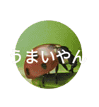 ゆっ玉シリーズ（個別スタンプ：23）