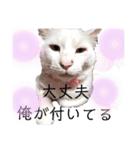 しろねこピーチマン2（個別スタンプ：1）