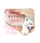 しろねこピーチマン2（個別スタンプ：6）