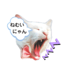 しろねこピーチマン2（個別スタンプ：8）
