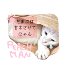 しろねこピーチマンvol.2（個別スタンプ：3）
