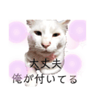 しろねこピーチマンvol.2（個別スタンプ：4）