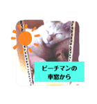 しろねこピーチマンvol.2（個別スタンプ：7）