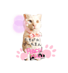 しろねこピーチマンvol.2（個別スタンプ：8）