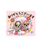 チワワ イブ＆ルイ敬語ver.（個別スタンプ：1）