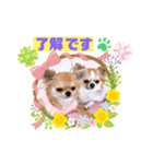 チワワ イブ＆ルイ敬語ver.（個別スタンプ：2）
