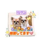 チワワ イブ＆ルイ敬語ver.（個別スタンプ：6）