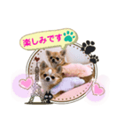 チワワ イブ＆ルイ敬語ver.（個別スタンプ：7）