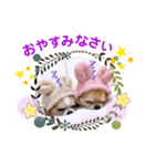 チワワ イブ＆ルイ敬語ver.（個別スタンプ：8）