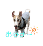 Tito....（個別スタンプ：9）
