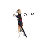 Tito....（個別スタンプ：10）