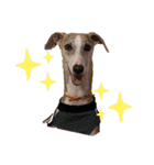 Tito....（個別スタンプ：24）