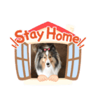 シェルティ   癒しのキキ（個別スタンプ：1）