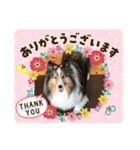 シェルティ   癒しのキキ（個別スタンプ：6）