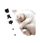 （ホワとクロ）（個別スタンプ：1）