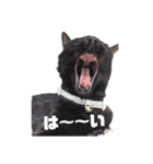 （ホワとクロ）（個別スタンプ：4）