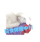 （ホワとクロ）（個別スタンプ：7）